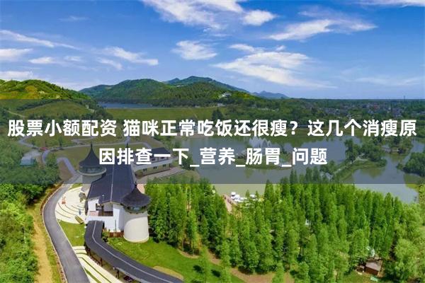 股票小额配资 猫咪正常吃饭还很瘦？这几个消瘦原因排查一下_营
